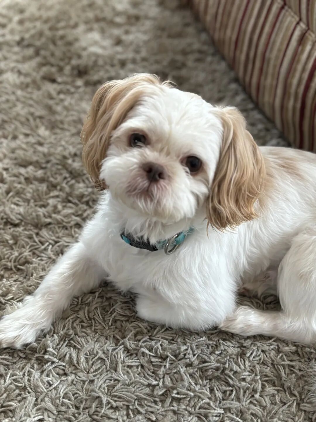 A white and brown Shih Tzu lying down on a tan carpet.